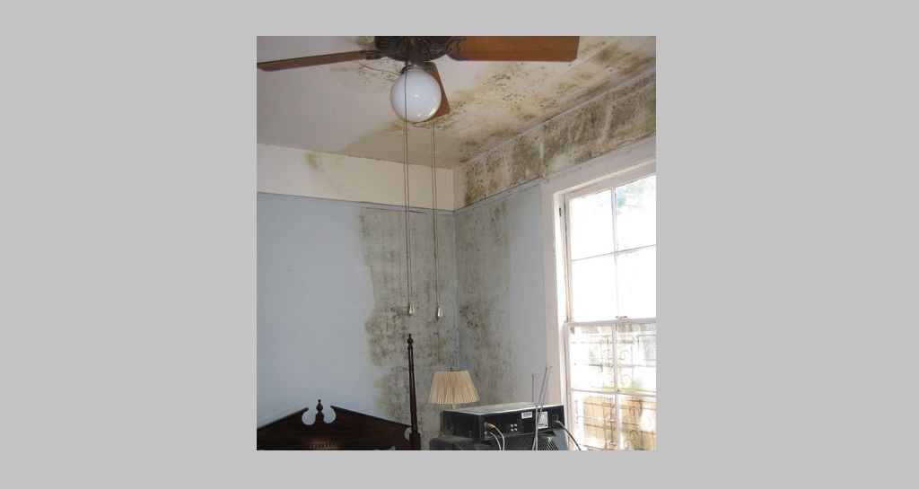 The Dangers Of Mold & Why It Should Be Removed