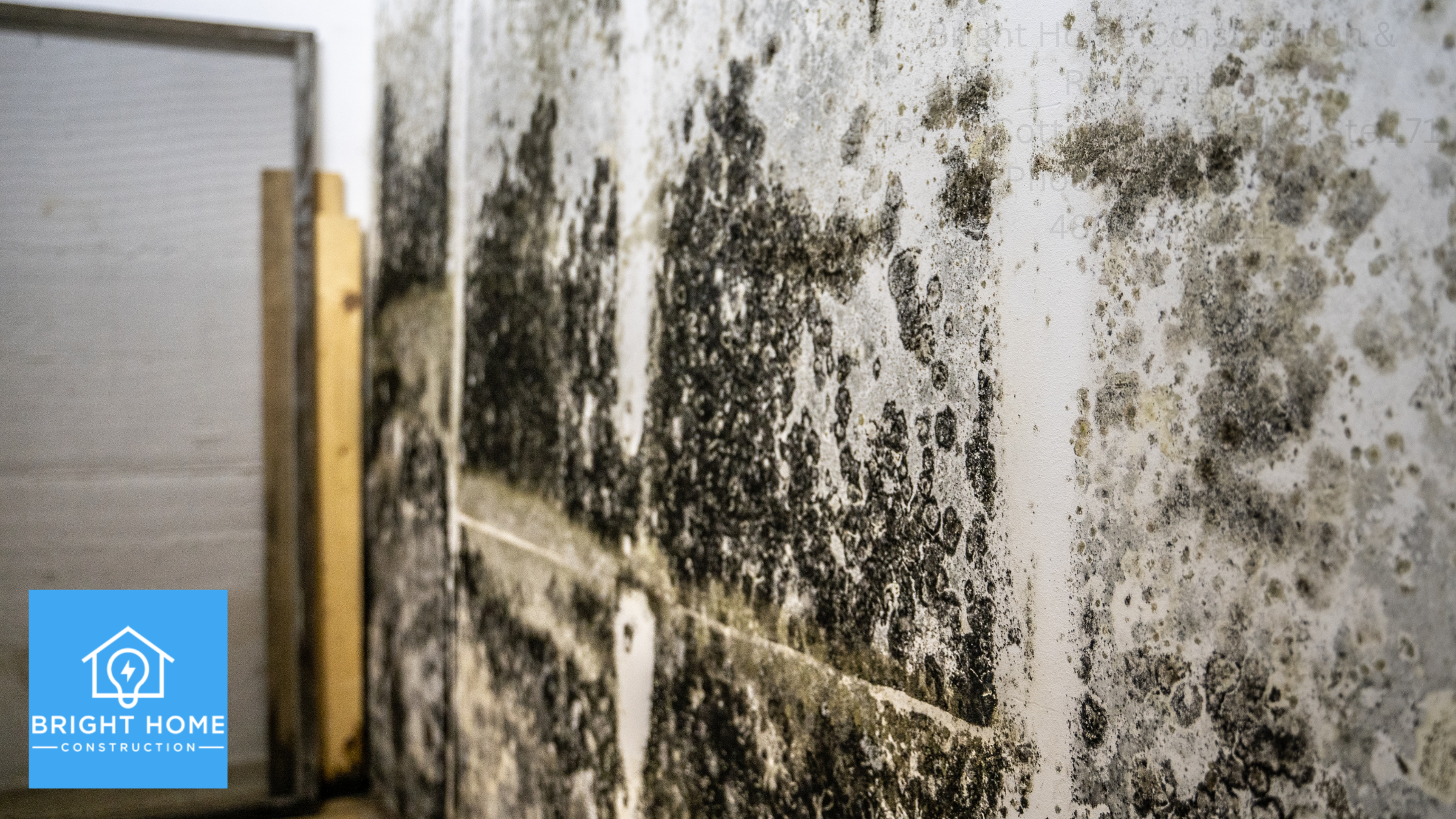 Essential Guide to Mold Management and Restoration