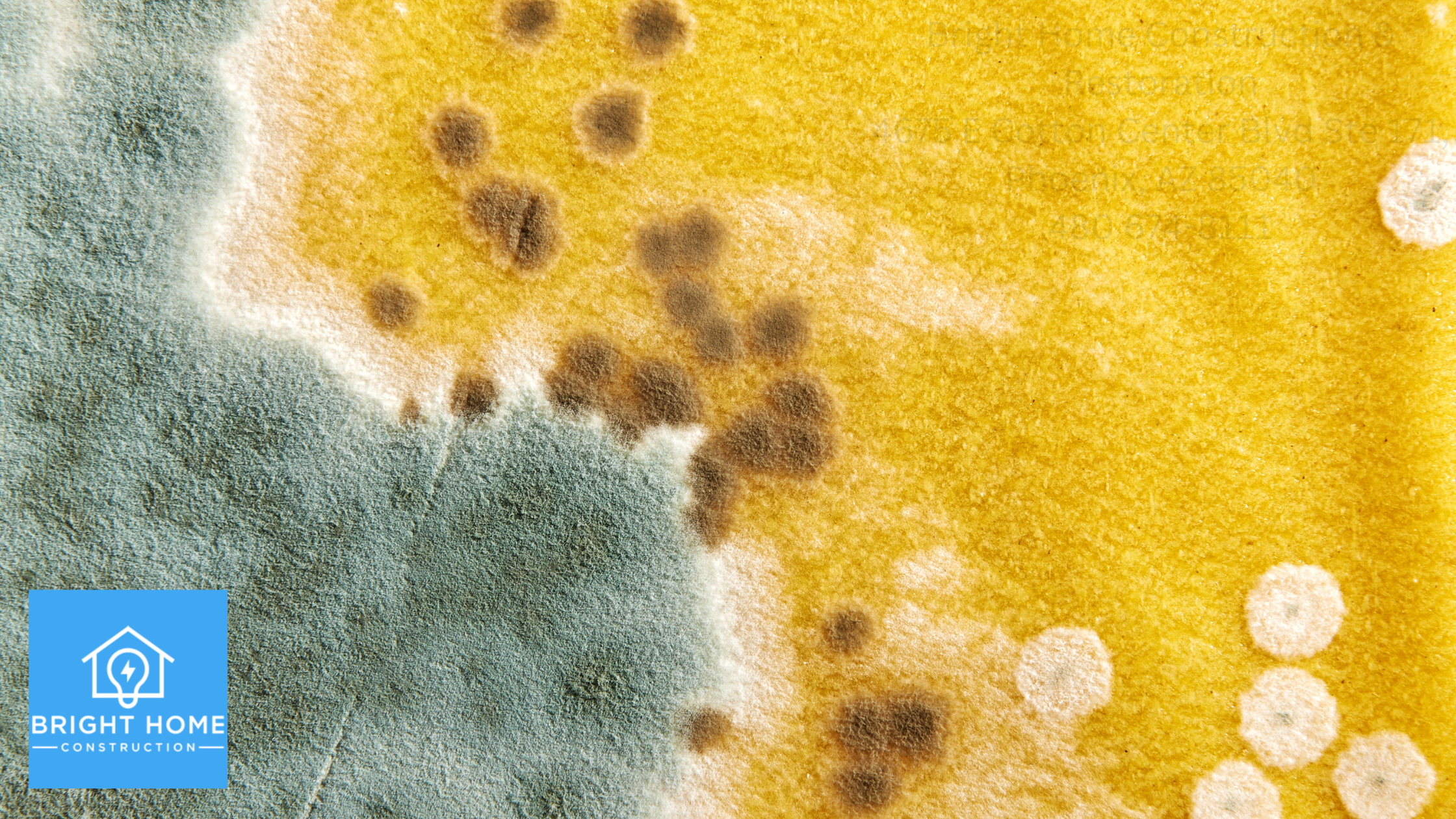Understanding Mold Issues and Professional Solutions