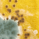 Understanding Mold Issues and Professional Solutions